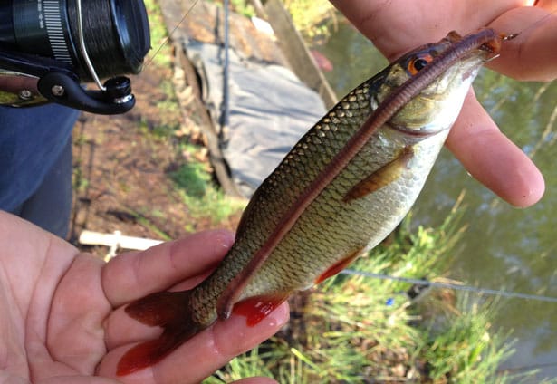 Angling-Direct-Picture-8