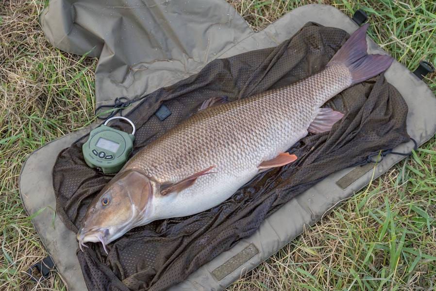 Thursday Focus - Coarse Fishing