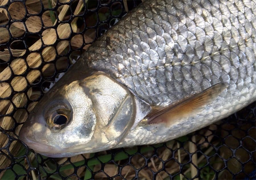 Small STREAM FISHING - A Trip Down Memory Lane!