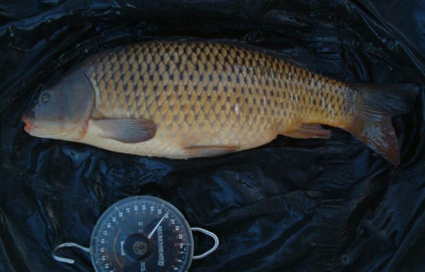 Steve-Swan-Carp-1