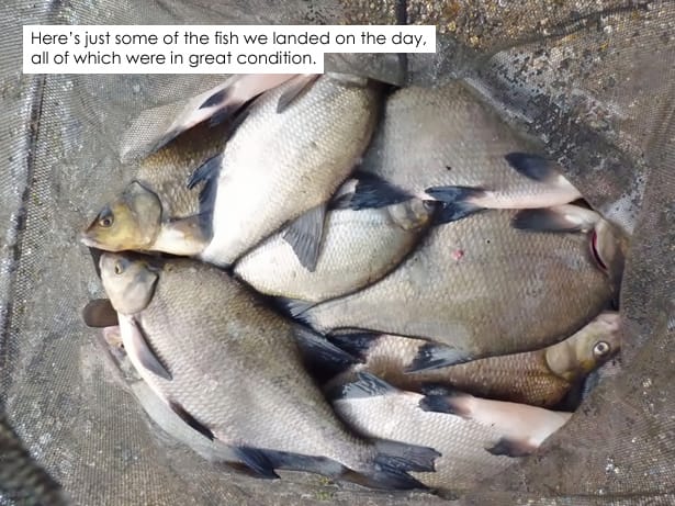 Riverside-Road-Bream-Fishing-4
