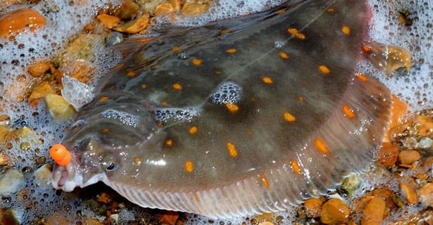 Spring Plaice... Shane Pullen