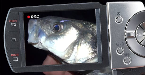 Sea Fishing For Bass With Fresh Peeler Crab