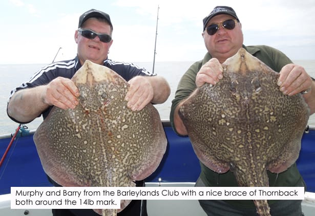 Thornback-Rays
