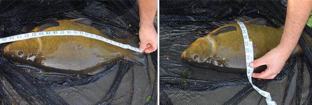 Specimen-Tench-Blog-6