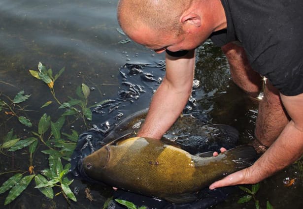 Specimen-Tench-Blog-7
