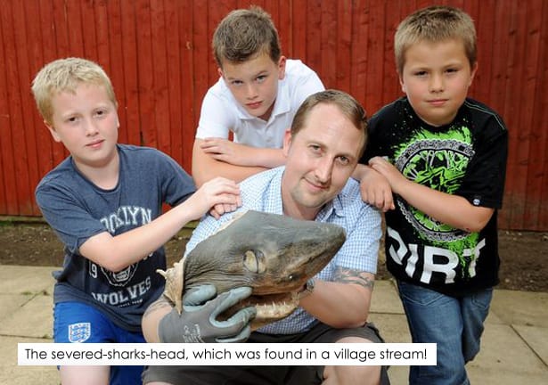 Shark-Found-In-Village-Stream