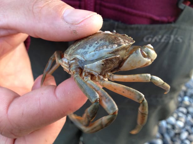 Peeler-Crab-1