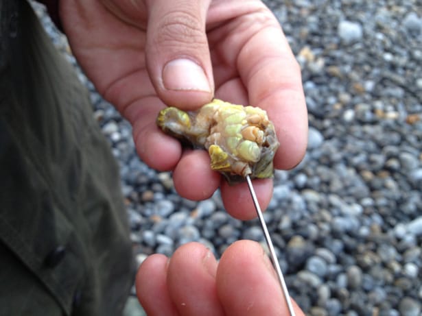 Peeler-Crab-5