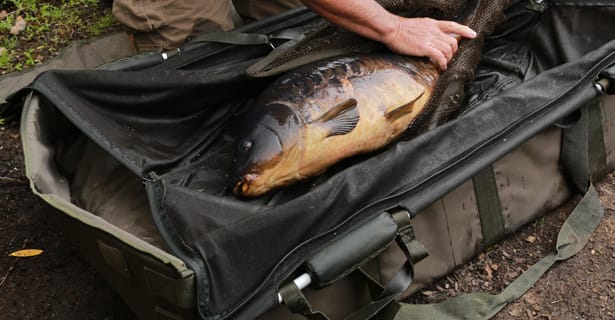 Calm & Comfy – Trakker Sanctuary Carp Care