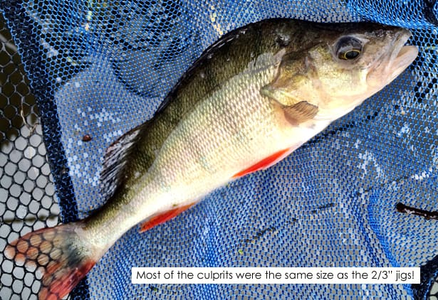 Perch-Fishing-2