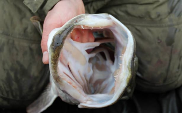 Pike-Fishing-3