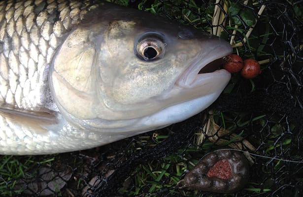 Chub-Fishing-2