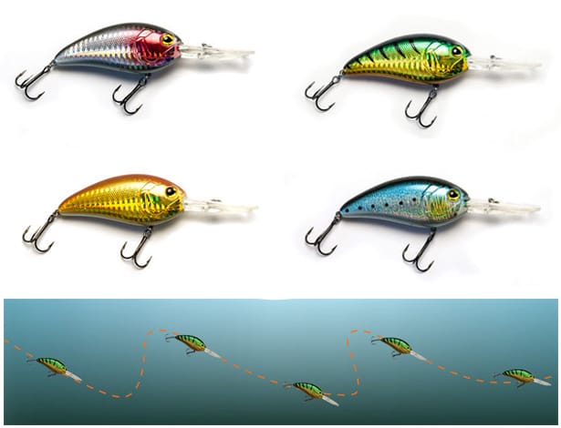 Drennan-E-Sox-Drongo