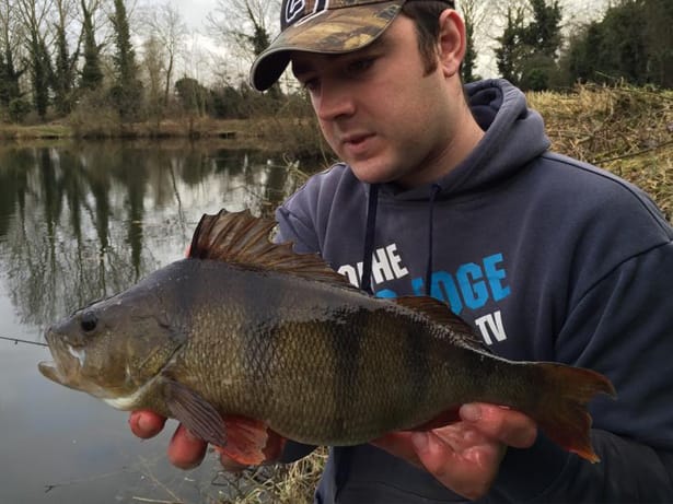 Big-Perch-Fishing-3