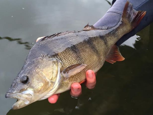 Big-Perch-Fishing-4