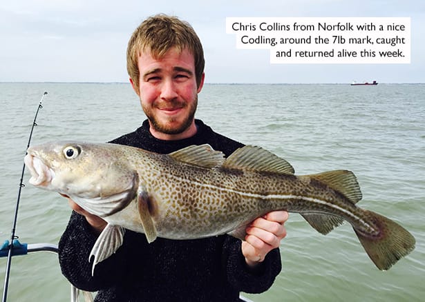 Spring-Cod
