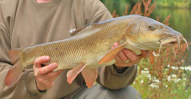 Barbel Fishing The Wonderful Wye - Richard Howland