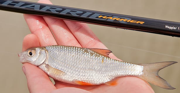 Tackle Tuesday... Daiwa Harrier Match Rods