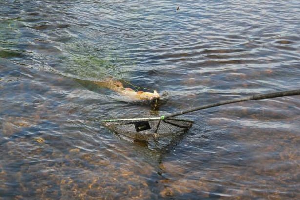 River Wye Barbel - 10