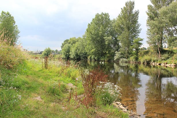 River Wye Barbel - 2