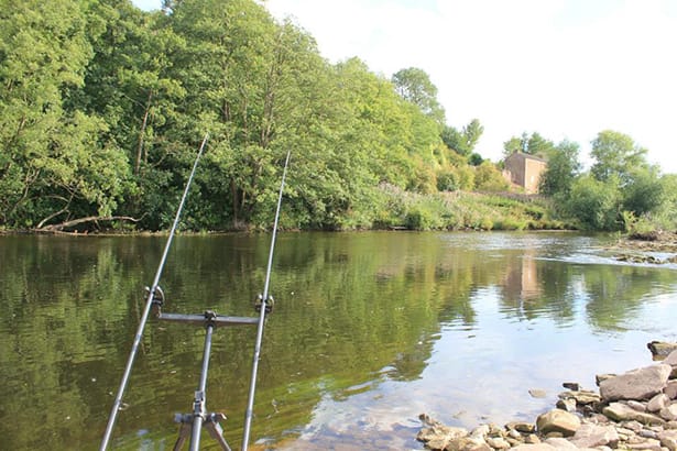 River Wye Barbel - 3