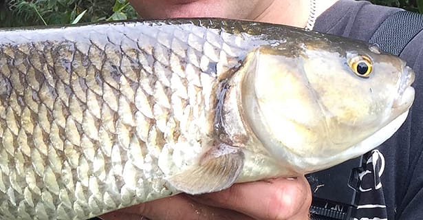 River Fishing In Summer - The Good, The Bad & The Ugly!