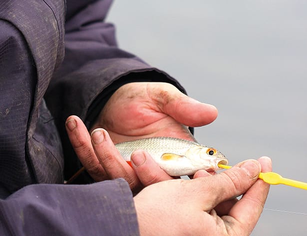 Unhooking-Fish-3