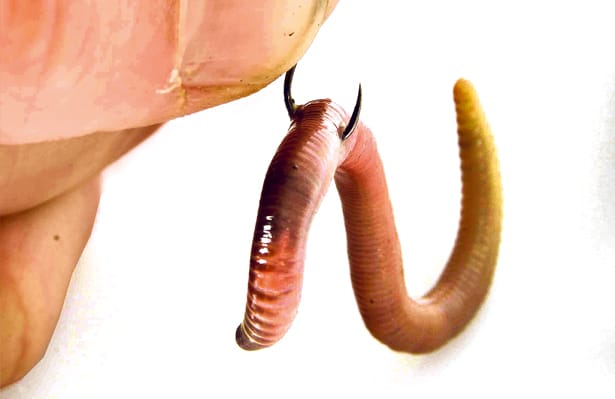 Hooking-Baits-2