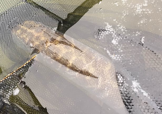 Pike-Fishing-3