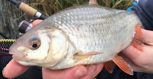 Fishing For Big Roach On The River