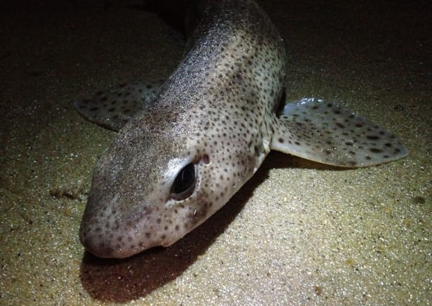 Dog-Fish-Close-Up