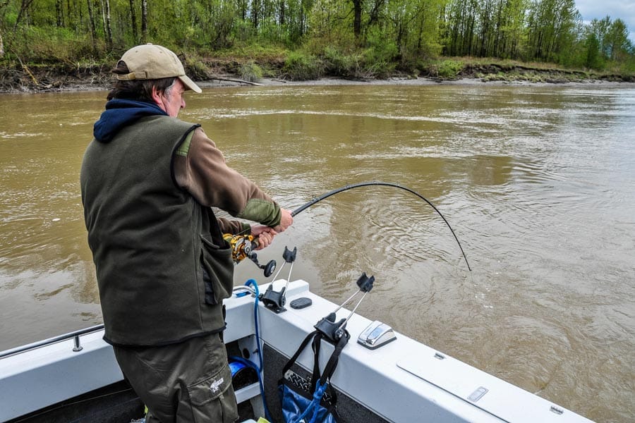 hosted-canada-sturgeon-fishing-frazer-river-g-11