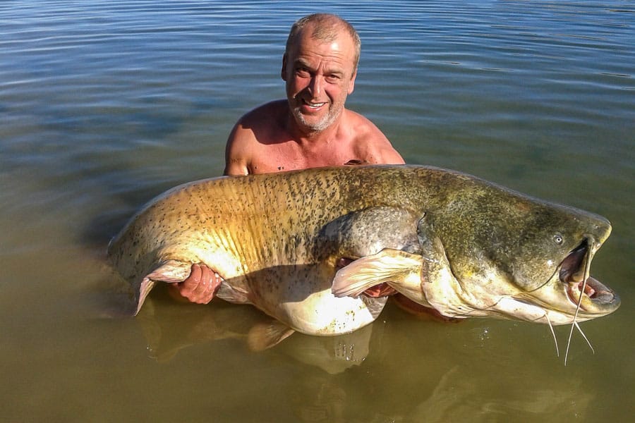 spain-crazy-catfish-ebro-g-6