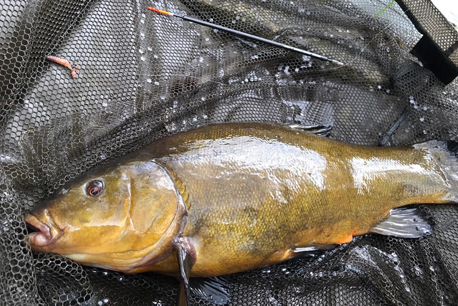Tench Target - Making a Start
