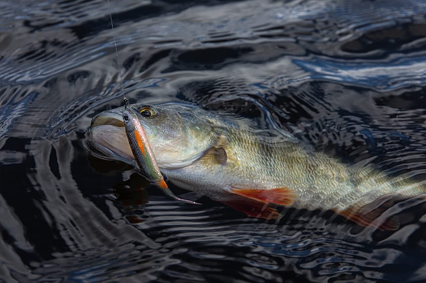 How To Set Up A Drop Shot Rig for Perch