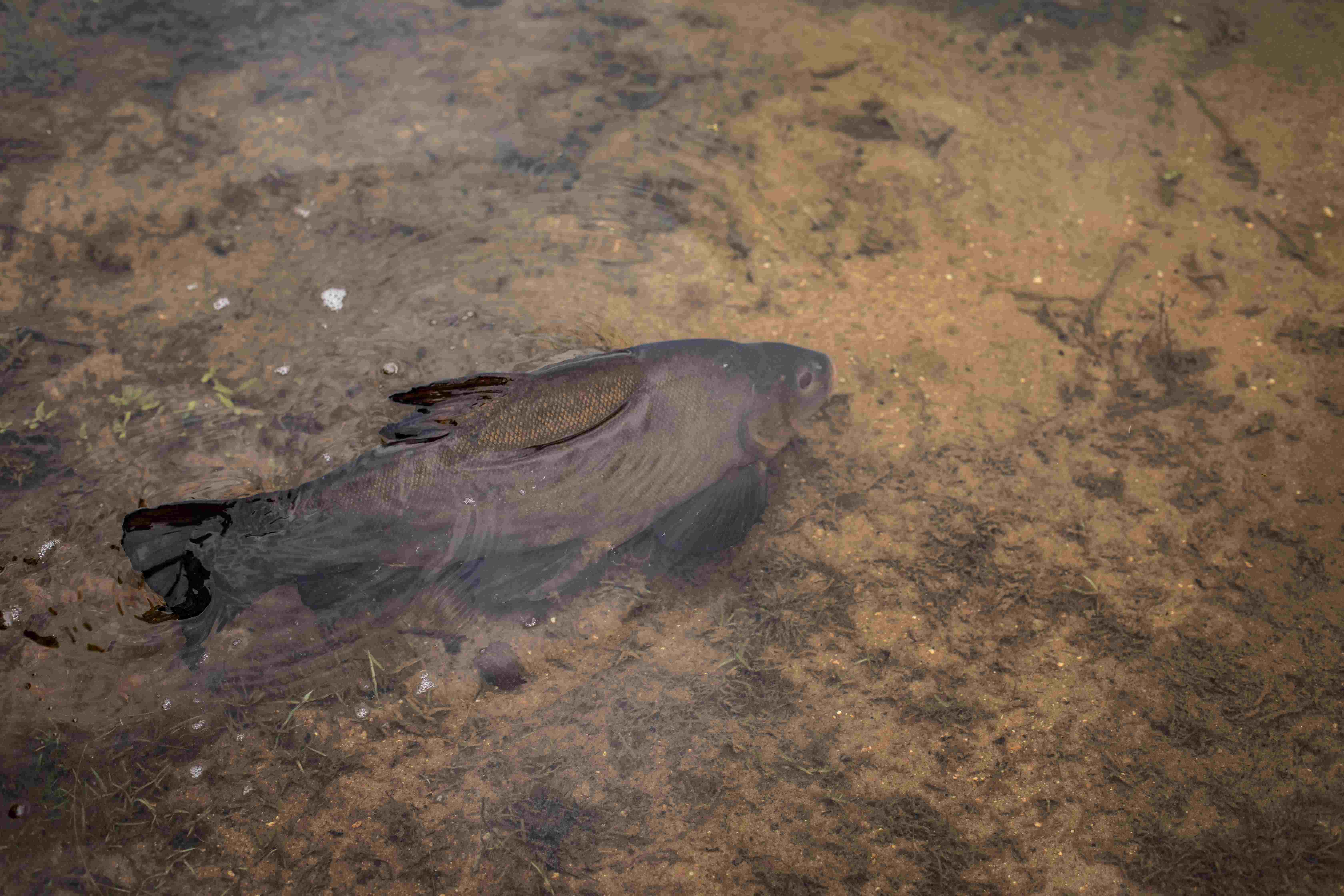 The Tempting Tench: Expert Tips to Improve Your Fishing