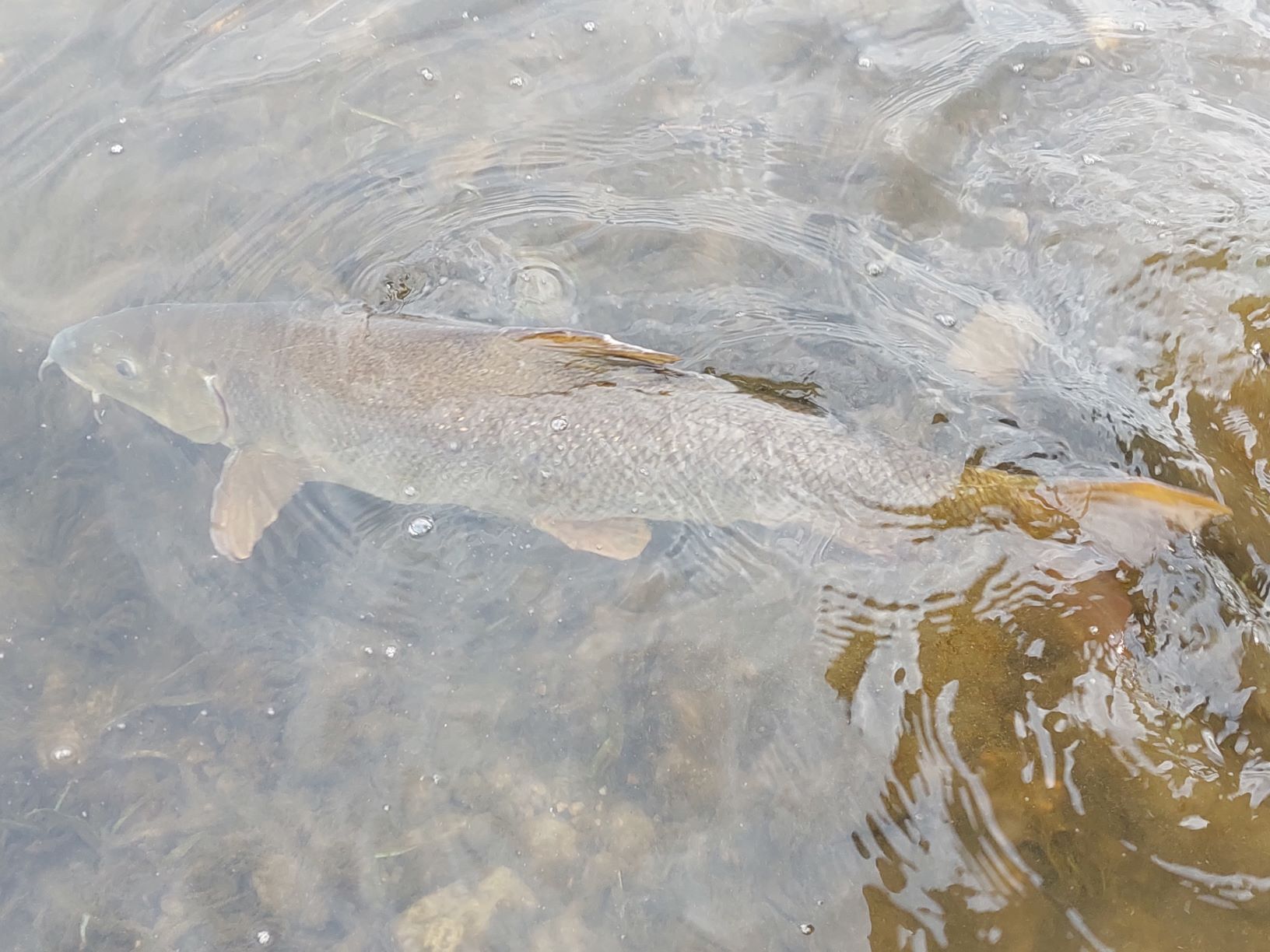 River Fishing in the Netherlands - With Ade Kiddell