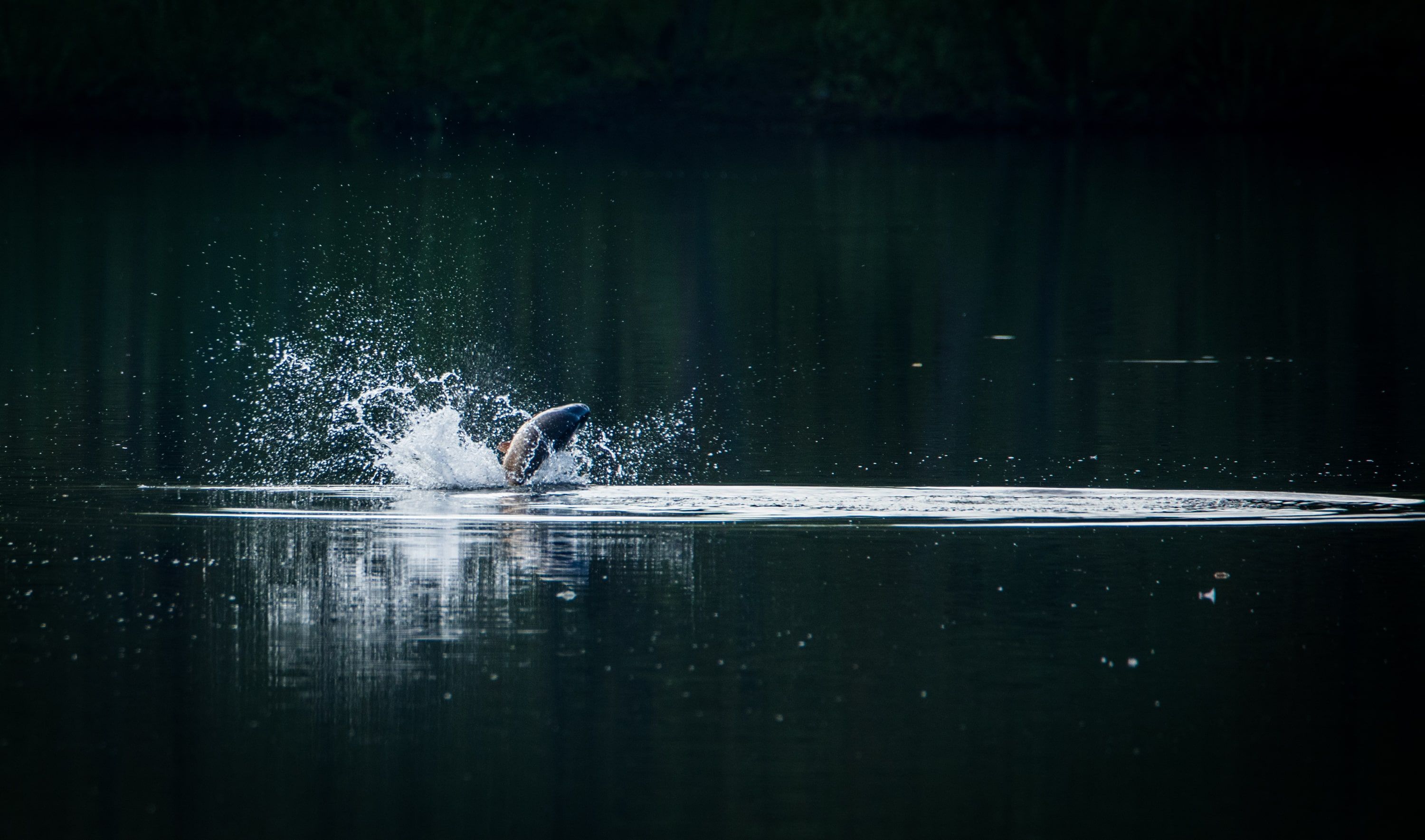 Affordable Angling: What is the Best Set Up for Catching Carp?