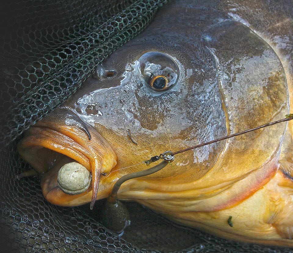 World Chocolate Day – Top 10 Carp Candies