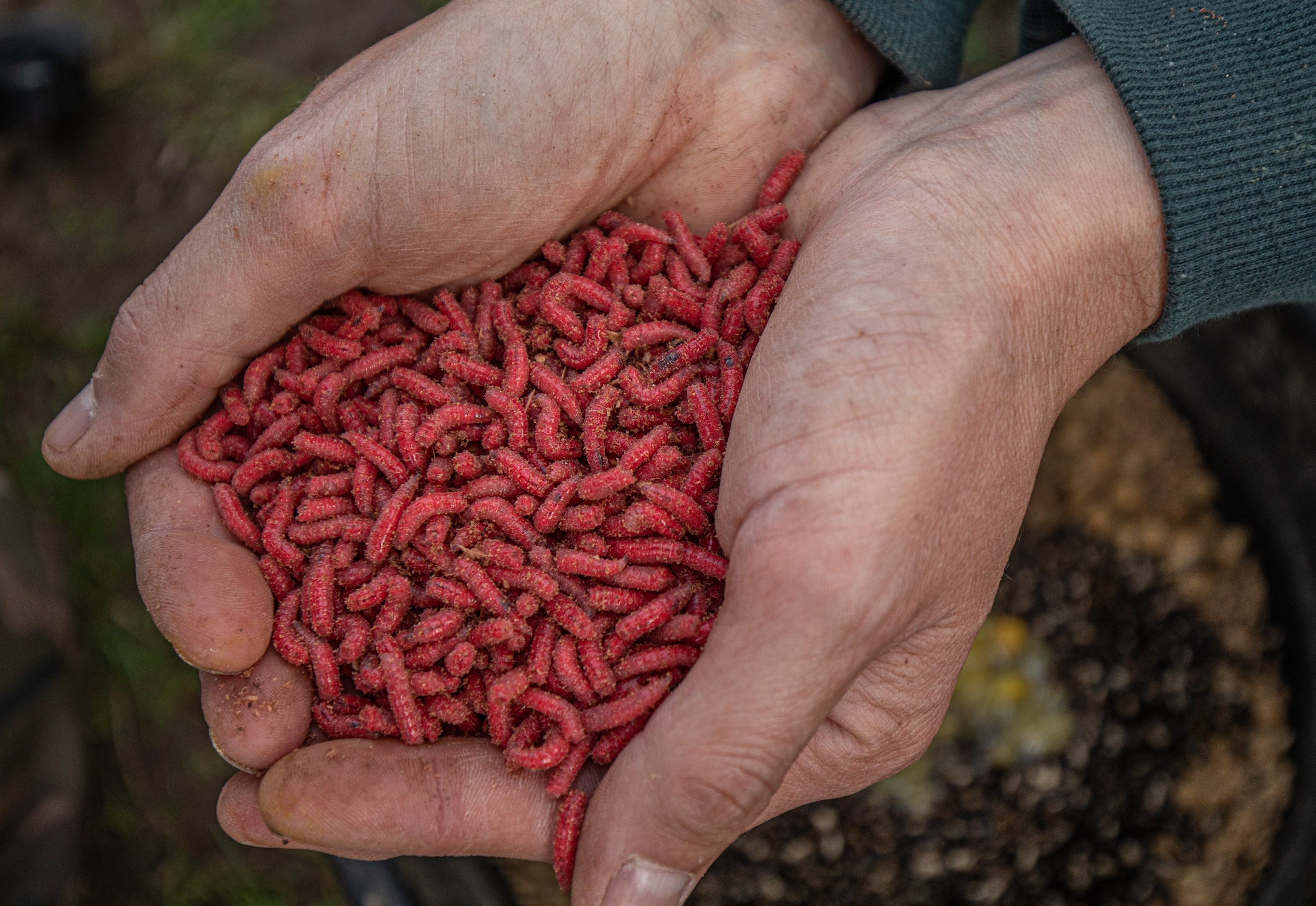 Are Maggots a Good Bait for Winter?