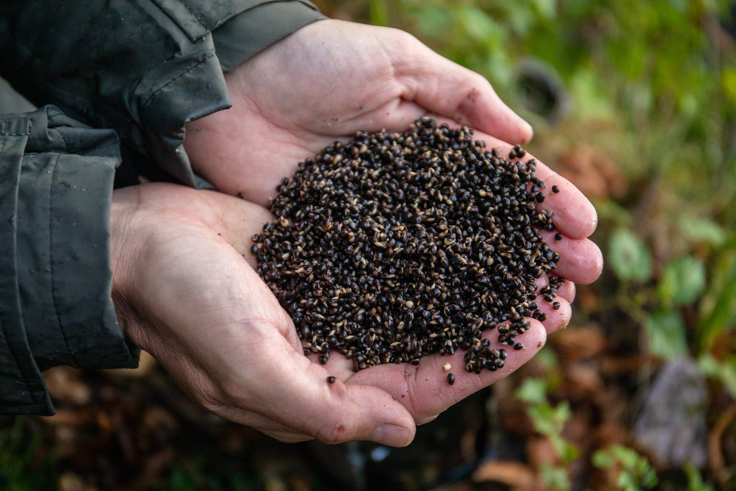 The Ultimate Guide to Carp Fishing with Hemp Seeds