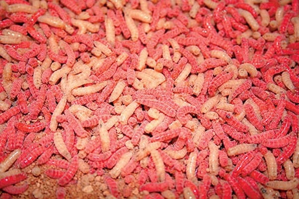 Top Tips: Winter Carp Fishing with Maggots