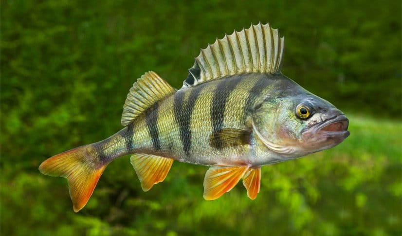 Perch Bait & Rig with PRAWNS?! – Phil Spinks