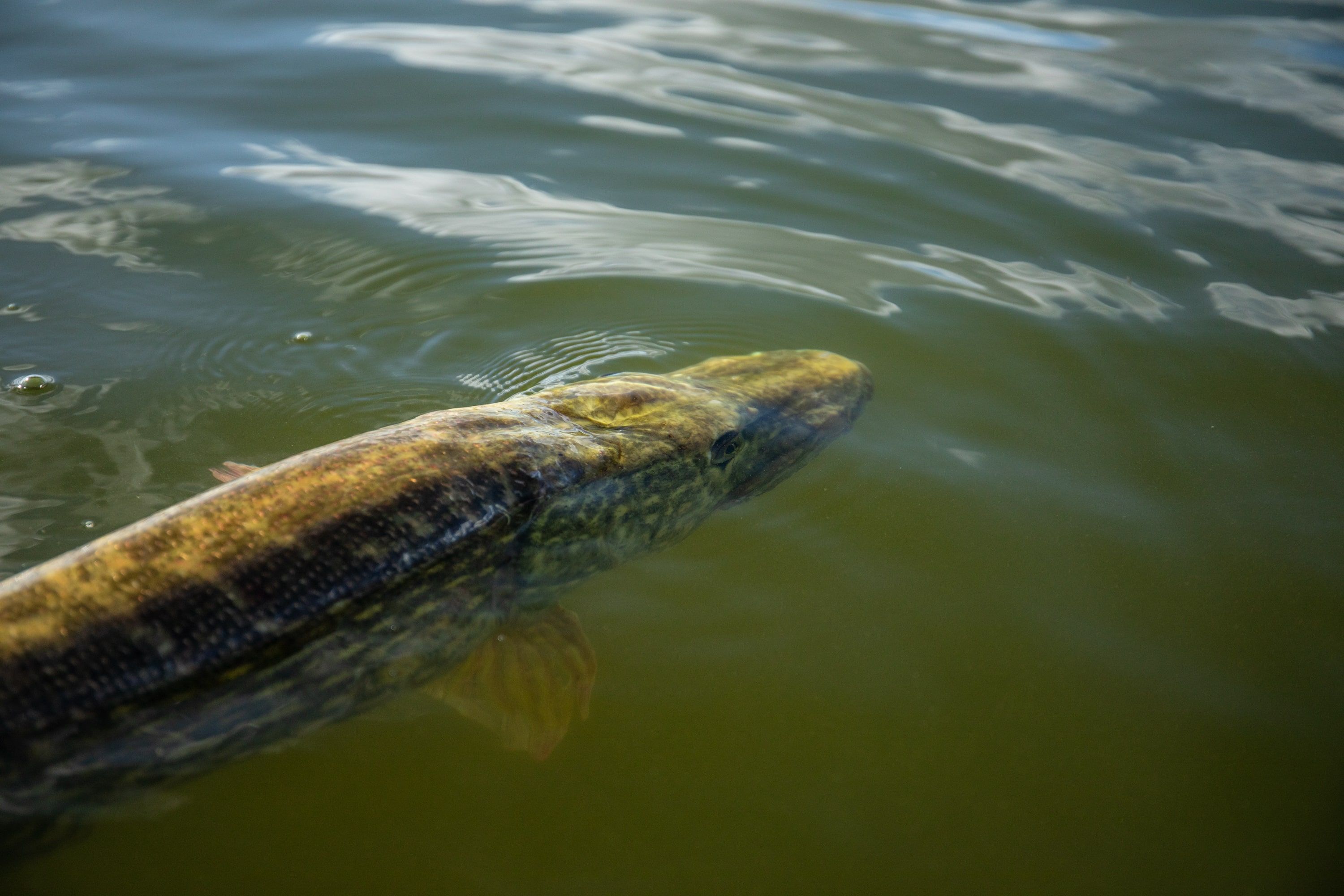 Why Summer Pike Fishing Can Be Harmful