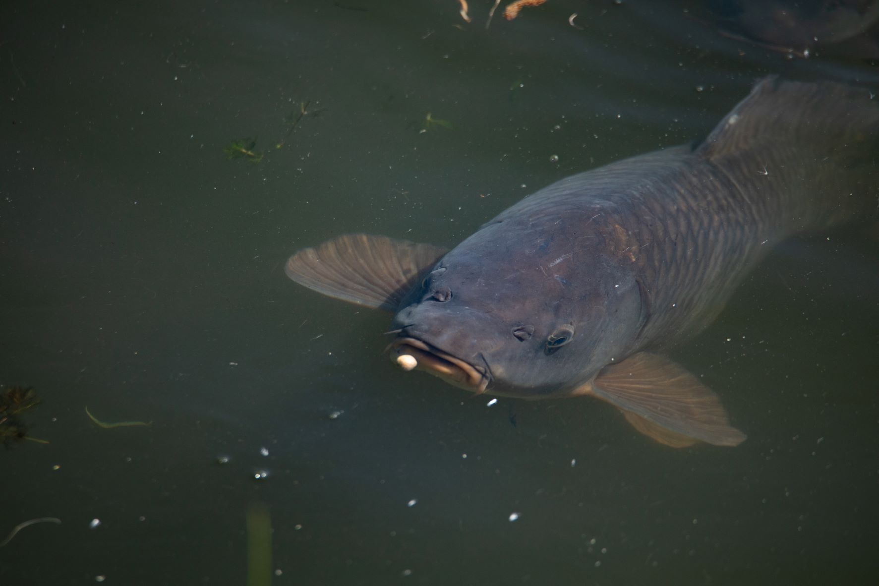 Carp Fishing Buying Guide - Surface Fishing in the Summer