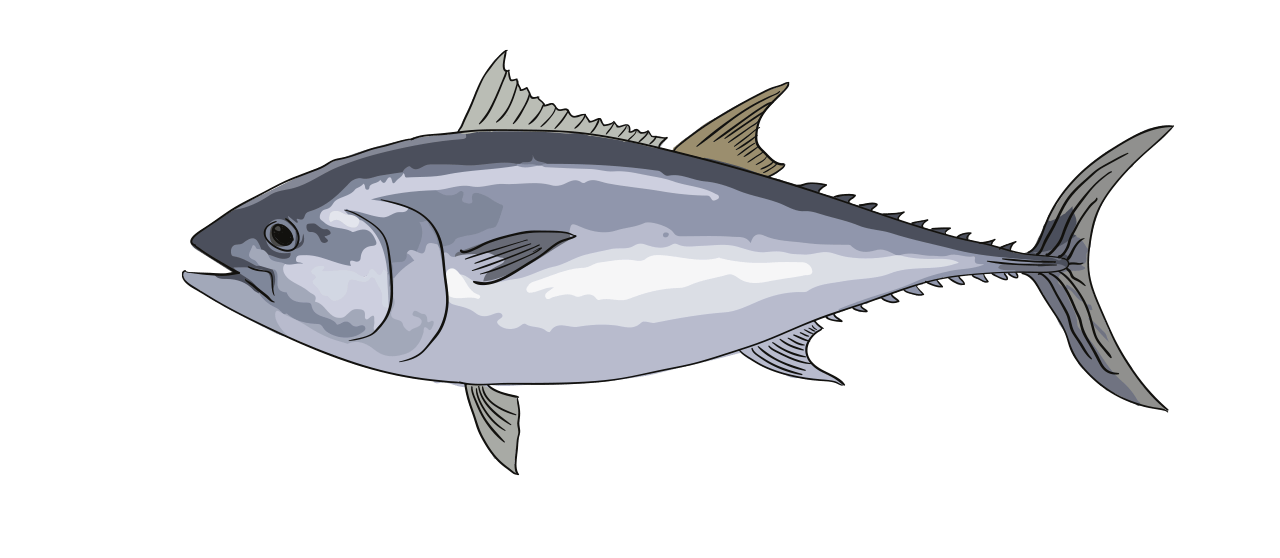 Atlantic Bluefin Tuna