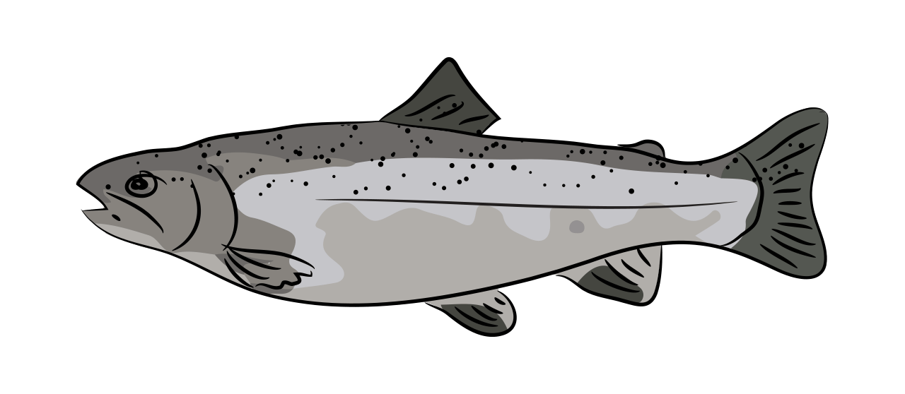 Atlantic Salmon  