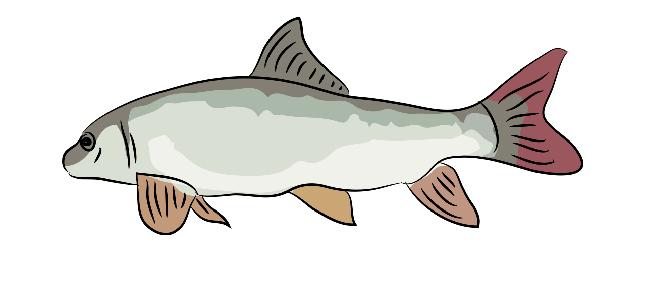 Barbel  