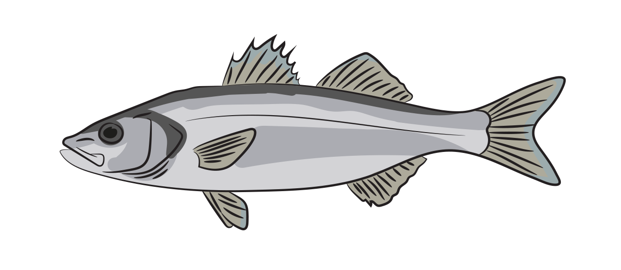Bass 